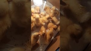 Утята суточные.... уход. Кормление. Для новичков .