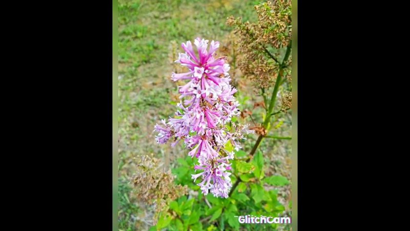 flowers     summer летние цветы 1