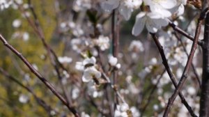 Цветение вишни. Cherry blossoms. Пчелы собирают нектар и опыляют цветы. 20.04.2020