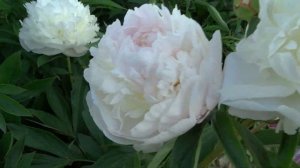 Пион ЛАРИСА СКАКОДУБ / Paeonia LARISA SKAKODUB: обзор, описание, цветение, отзыв