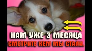 ТРИ МЕСЯЦА ЩЕНКАМ КОРГИ.