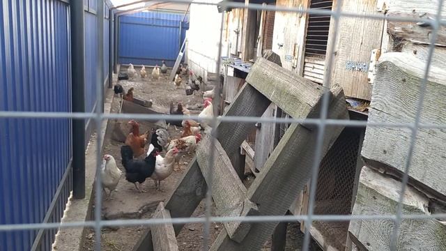 Курица с цыплятами. Домашнее хозяйство. смотреть онлайн