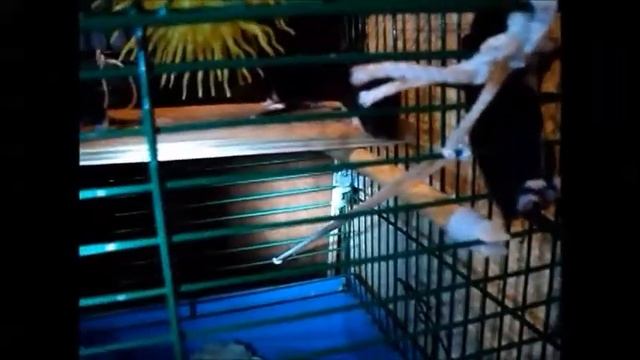 13 крысят смотреть онлайн