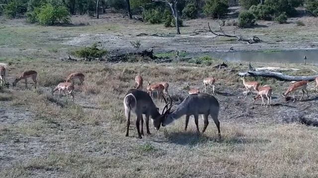 Птички идут следом за водяными козлами и требуют продолжение турнира #Дикие животные#Южная Африка смотреть онлайн