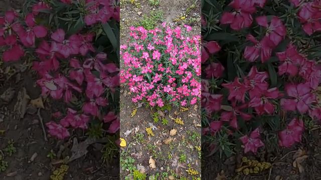 Spring blooms