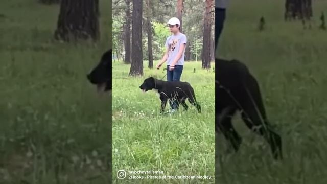 Щенки алабая чёрные 😍профессиональный питомник ,предлагаем роскошную чёрную суку , 5 месяцев #сао