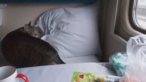 Перевозка кота в поезде март 2019. Вагон повышенной комфортности