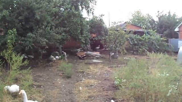 Деревенские будни коптим птицу
