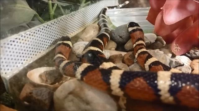 трогательный зоопарк смотреть онлайн