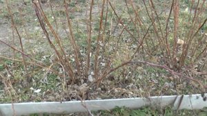 Когда лучше сажать ремонтантную малину