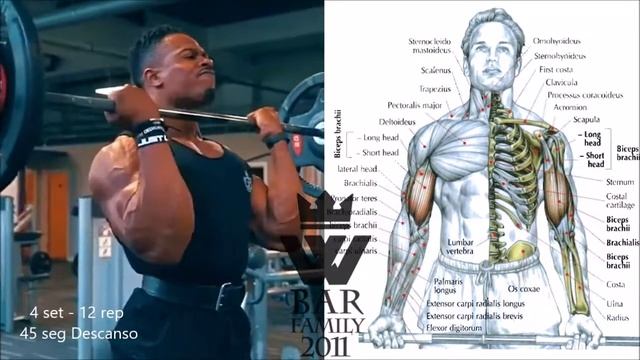 BICEPS 12 Ejercicios para hacer crecer LOS BICEPS