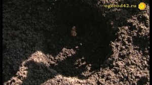 Правила посадки нарциссов