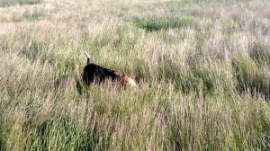 Бигль Фока на охоте