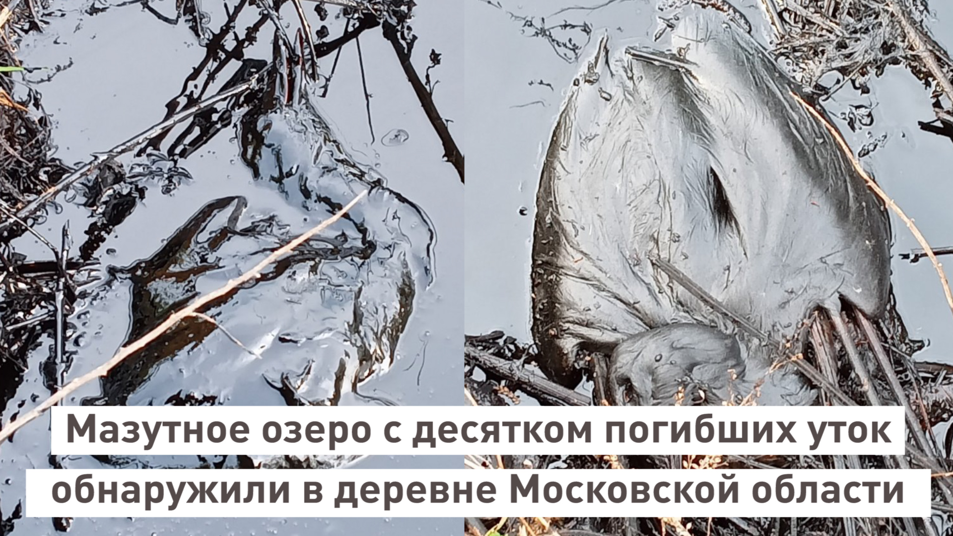 Мазутное озеро с десятком погибших уток обнаружили в деревне Чирково  Московской области.