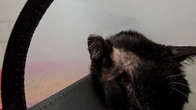 Замучался лечиться... | Луис