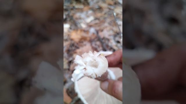 гриб зонтик смотреть онлайн