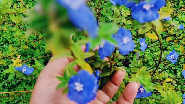 Care and Propagation of Blue Daze//all season flower plant// смотреть онлайн