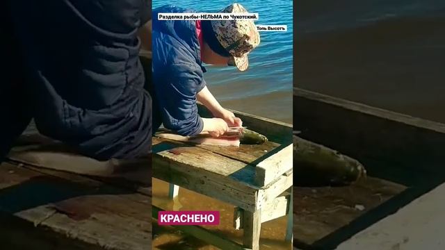 Разделка рыбы НЕЛЬМА по Чукотски.Fishing in the north. Рыбалка на Севере.Чукотка БЕЛОРЫБИЦА #Shorts