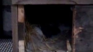 кролики породы Бабочька и Калифорниец