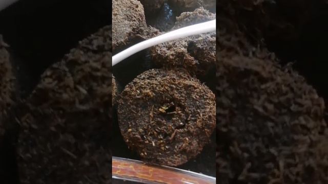ч. 2 всходы эустомы и лимонного эвкалипта