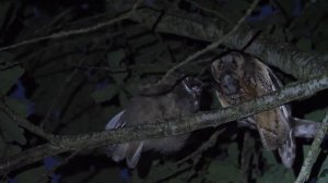 Совенок и сова