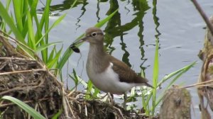 Птицы посёлка Чернянка - Кулик перевозчик