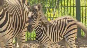 В Казанском зооботсаду родилась зебра