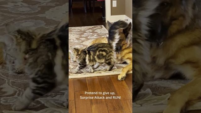 Norwegian Forest Cat and German Shepherd Face Off Round 2 Surprise Attack