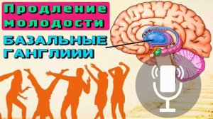 Продление Молодости - Базальные ганглии