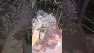 Как покрасить гипсофилу