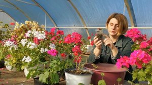 Хотите сохранить пеларгонию(герань) плющелистную - сделайте это немедленно