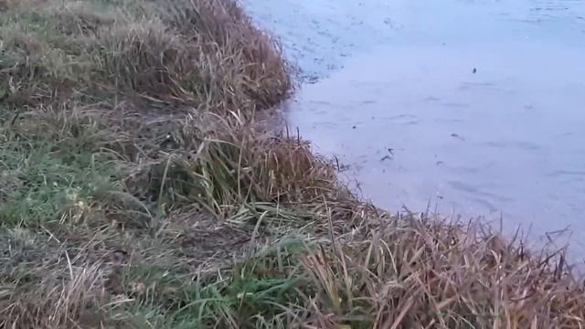 Выход с воды на вездеходе с акпп вариатор независимая подвеска смотреть онлайн