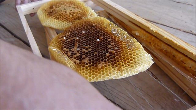 🧐✌️como Restaurar cuadros de cría de colmena de abejas rescatada en cuadro de agua? con hilo algodó смотреть онлайн