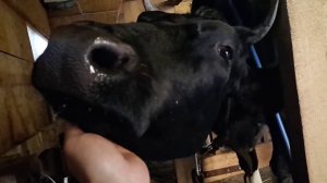 КАК ДЕЛАЮ ВЕНТИЛЯЦИЮ В САРАЕ ДЛЯ КОРОВ