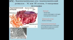 Строение клетки. Органоиды клетки, их строение и функции