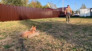 Дрессировка собаки породы Сиба-ину.Арчи(8 месяцев).Курс с передержкой.