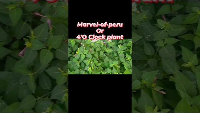 #4'Clock plant#Mirabilis jalapa#Marvel of peru