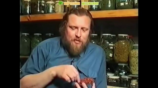 Рябина красная (обыкновенная) при анемии, авитаминозе, ослаблении организма и других заболеваниях смотреть онлайн