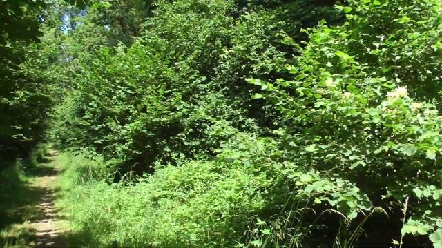 Panasonic Camcorder HDC-SD900 1080p test video смотреть онлайн