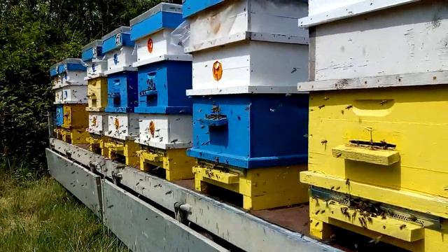 Подвижно акация 2019. смотреть онлайн