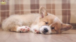 Super Relaxing Sleep Music For Corgi Puppies Pets ♫ Calm Relax Your Dog ♥ Lullaby For Dogs Dog Musi