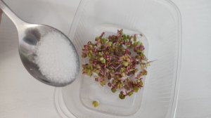 Я Была в Шоке! Даже Старые Семена Прорастают Быстро, Всходы Здоровые и Крепкие! Дешевое средство