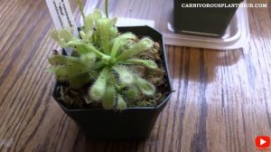 Sundew 60 Day: Update Drosera Alba Coccicaulis & Drosera Venusta Growing Flowers & Getting Big!