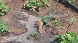 Ласка на даче