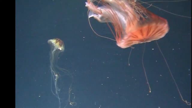 @MariaMarachowska "MY DREAM" МОЙ СОН @siberianbluesberlin 2013 смотреть онлайн