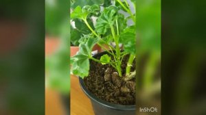 Тюльпановидные пеларгонии осенью