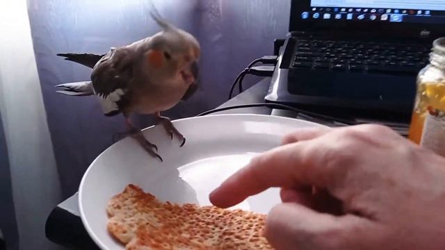 Чика-жруха! смотреть онлайн