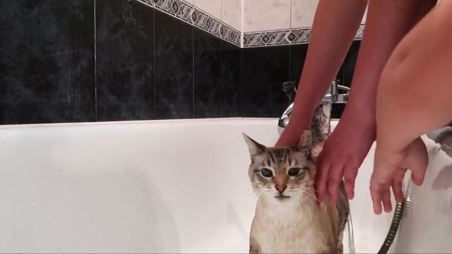 ВЛОГ: Как прошло обучение на работе/ Моем кота после дачи смотреть онлайн