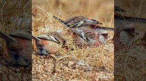 Урагус. Что за птица?