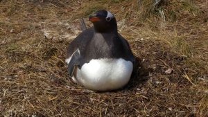 НЕОБЫЧНОЕ РАЗМНОЖЕНИЕ ЖИВОТНЫХ В ДИКОЙ ПРИРОДЕ